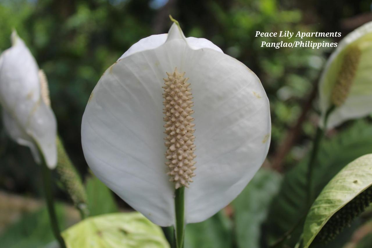 Peace Lily Studio Apartments Panglao Eksteriør bilde