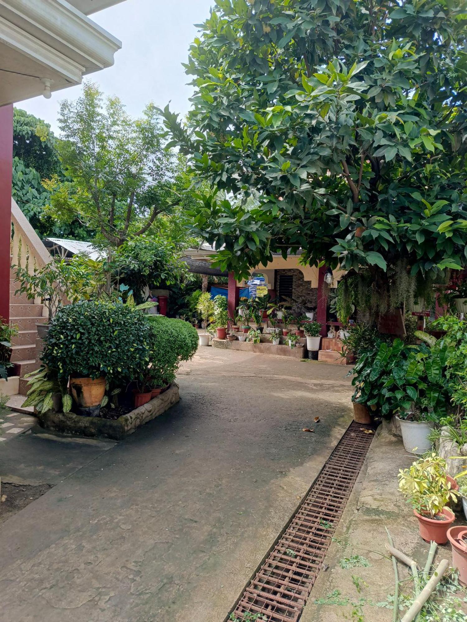 Peace Lily Studio Apartments Panglao Eksteriør bilde